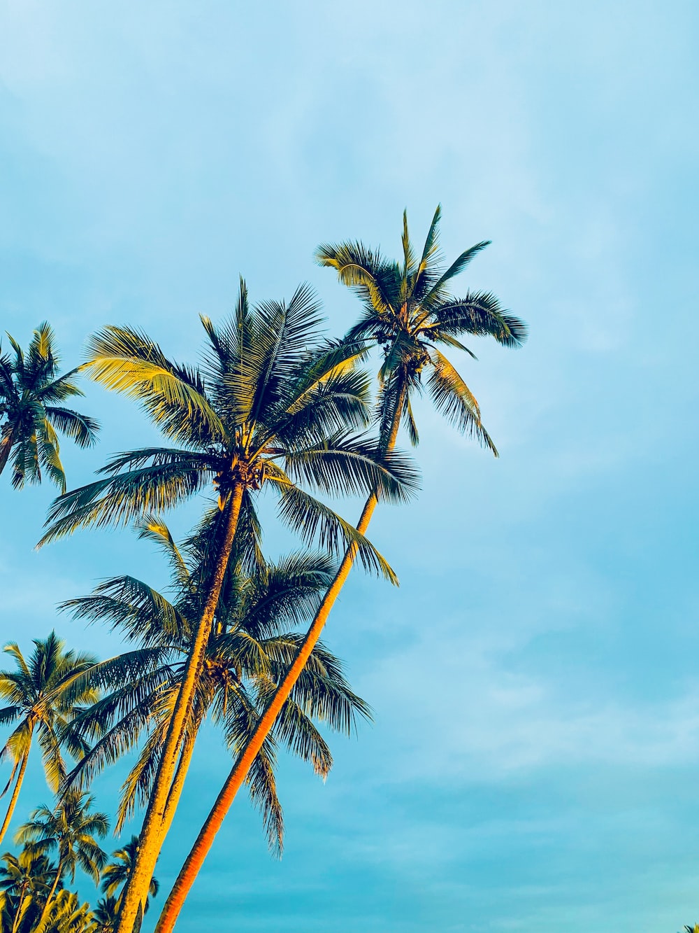 Coconut Trees Under Blue Sky During Daytime Photo Image On