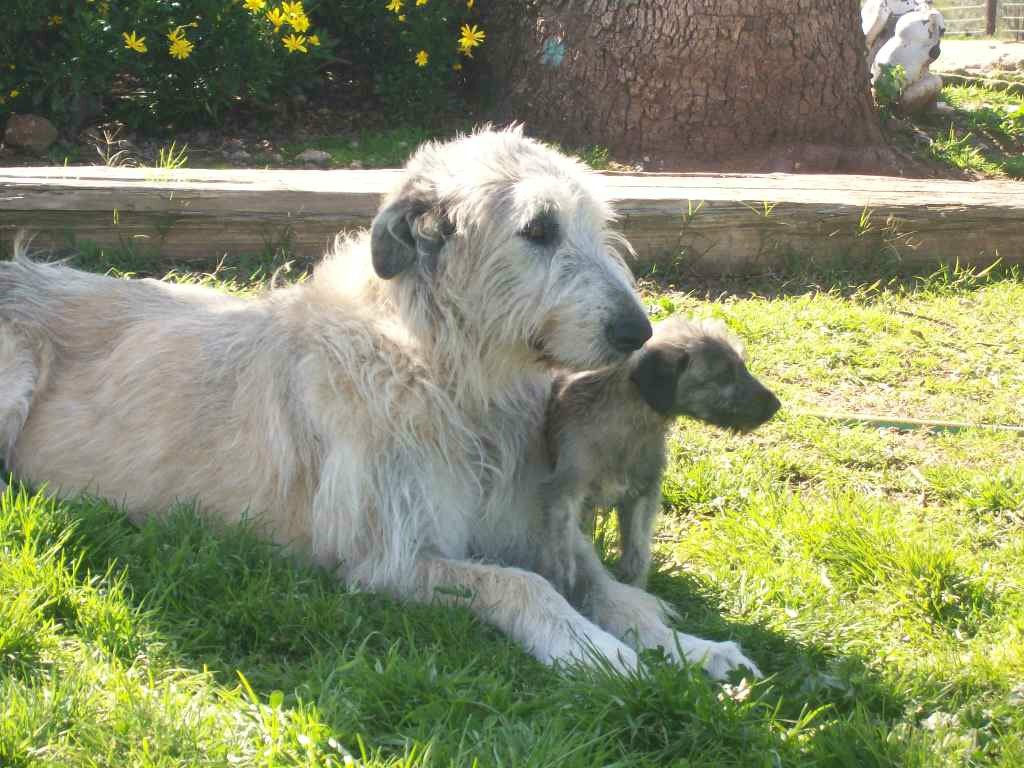 Irish Wolfhound Puppy Pictures Widescreen HD Wallpaper