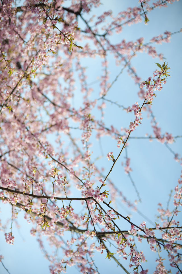 Cherry Blossom Desktop Wallpaper Iskin Co Uk