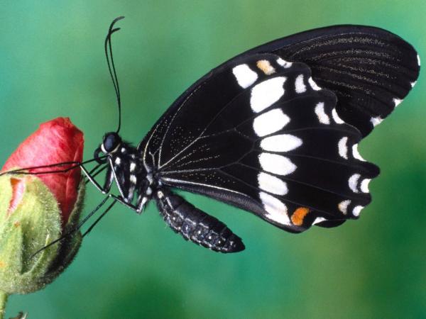Black Butterfly Wallpaper
