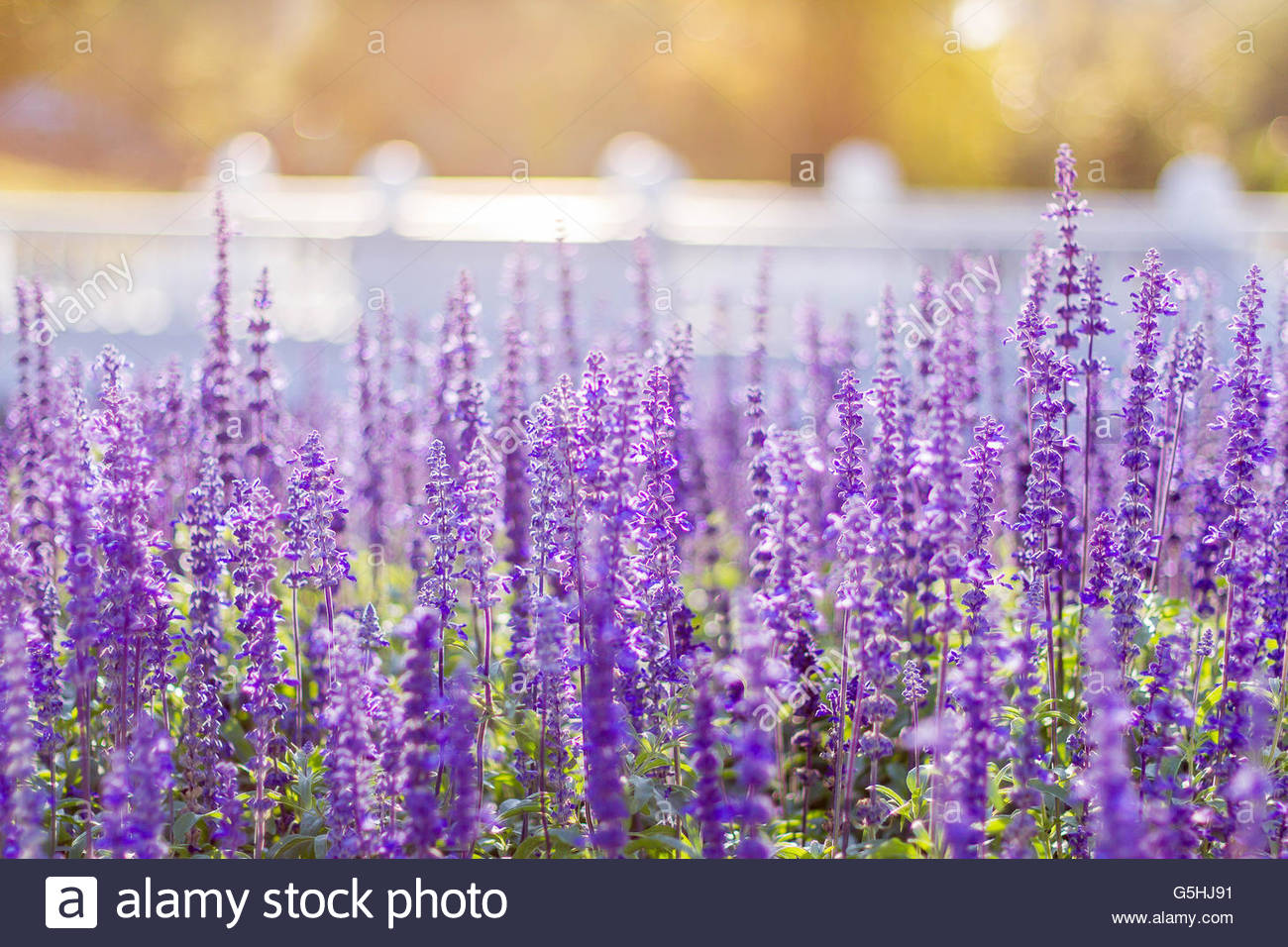 Soft Focus Of Blue Salvia Flower Field And Blurred By The Wind For