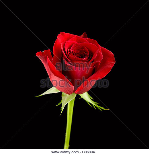 Single Red Rose Stem Stock Photos