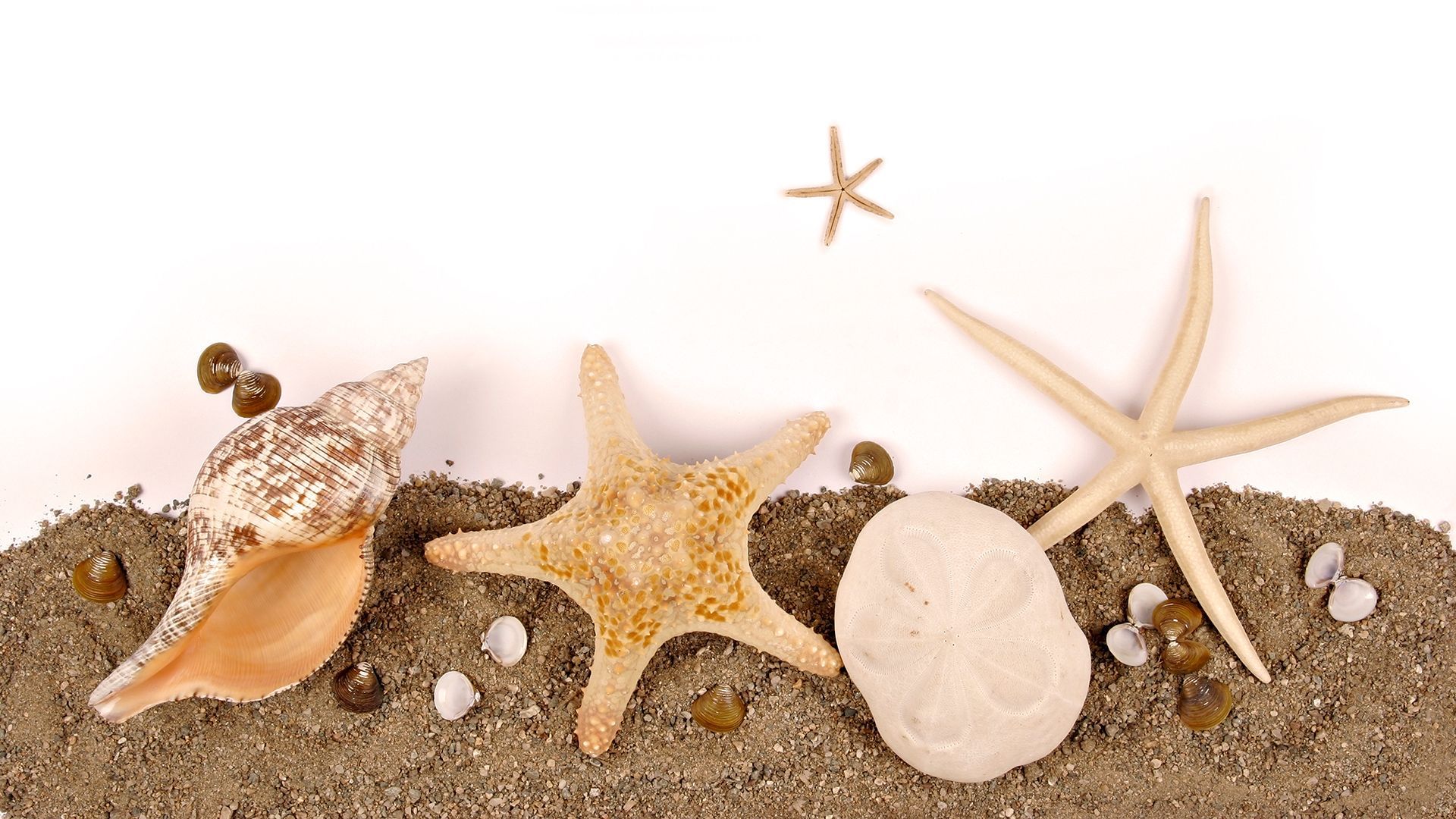 Seashell Wallpaper Group