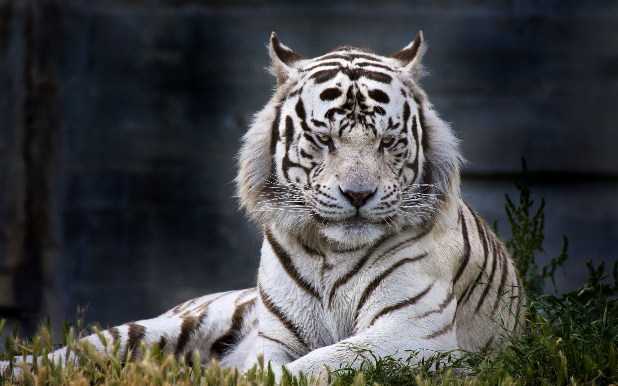 Beautiful white tiger Wallpaper