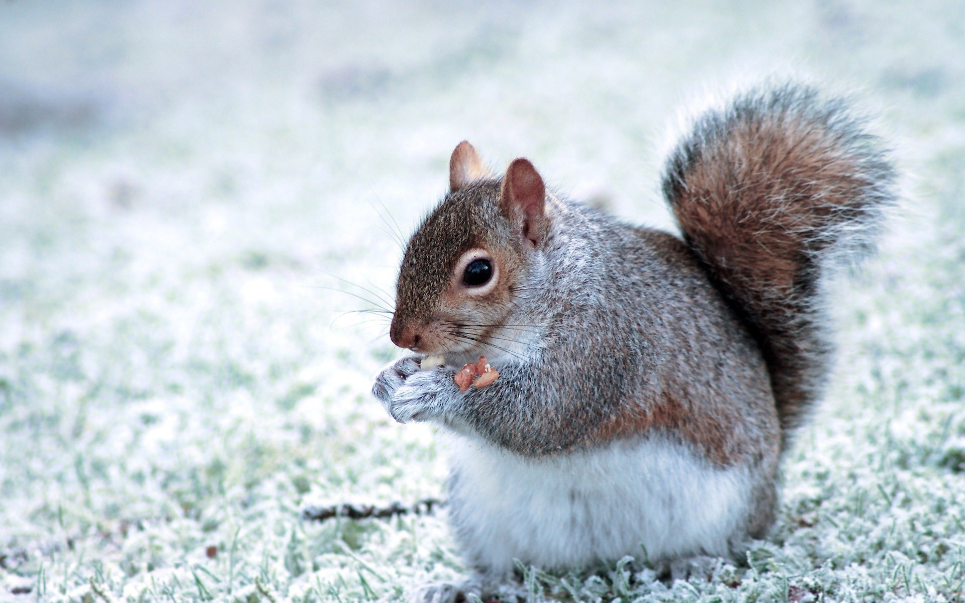 Cute Squirrel Eating HD Wallpapers
