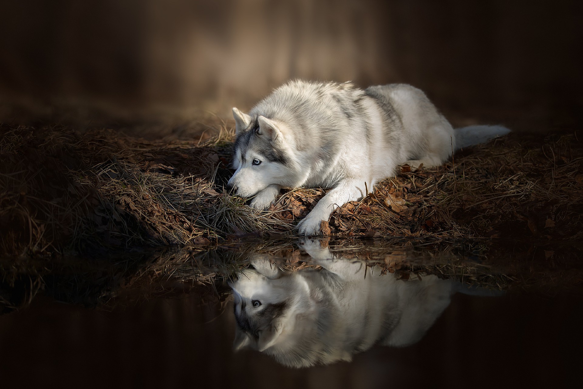 Wolfdog HD Wallpaper Background Image