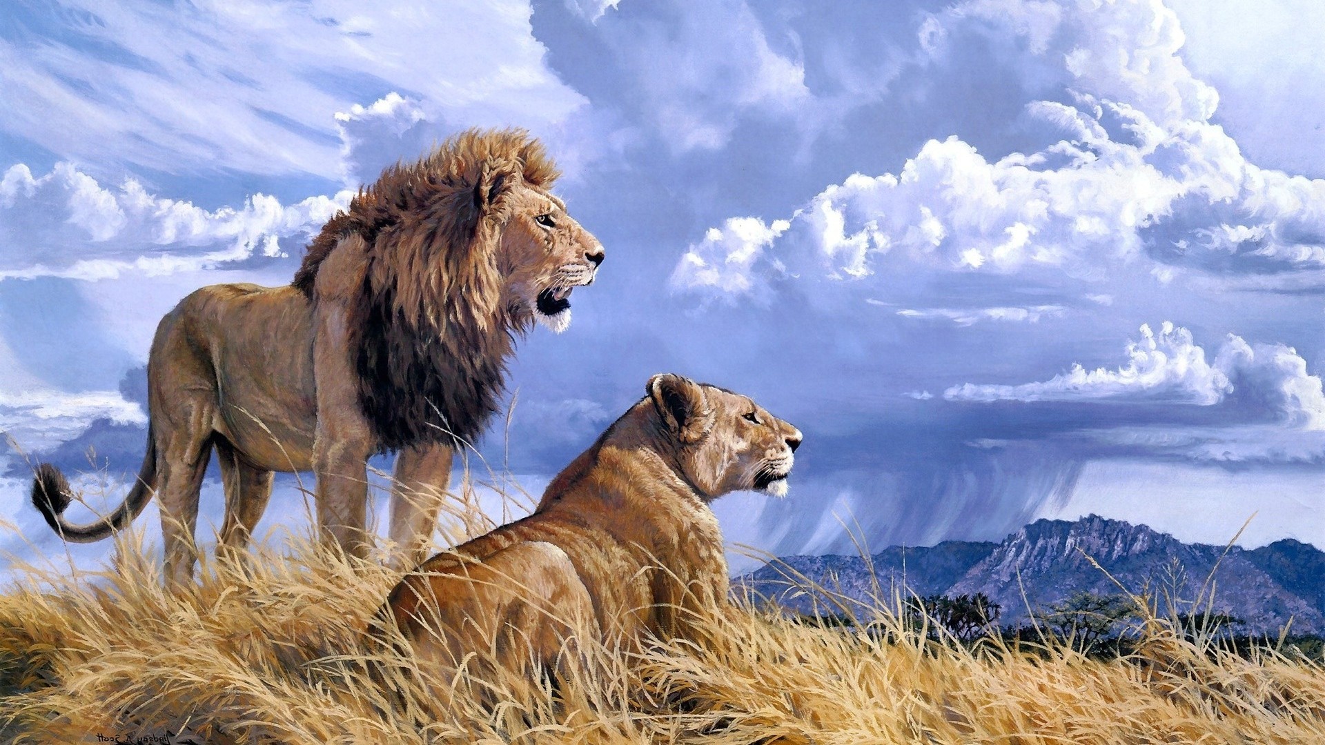 Lion and Lioness  rwallpapers