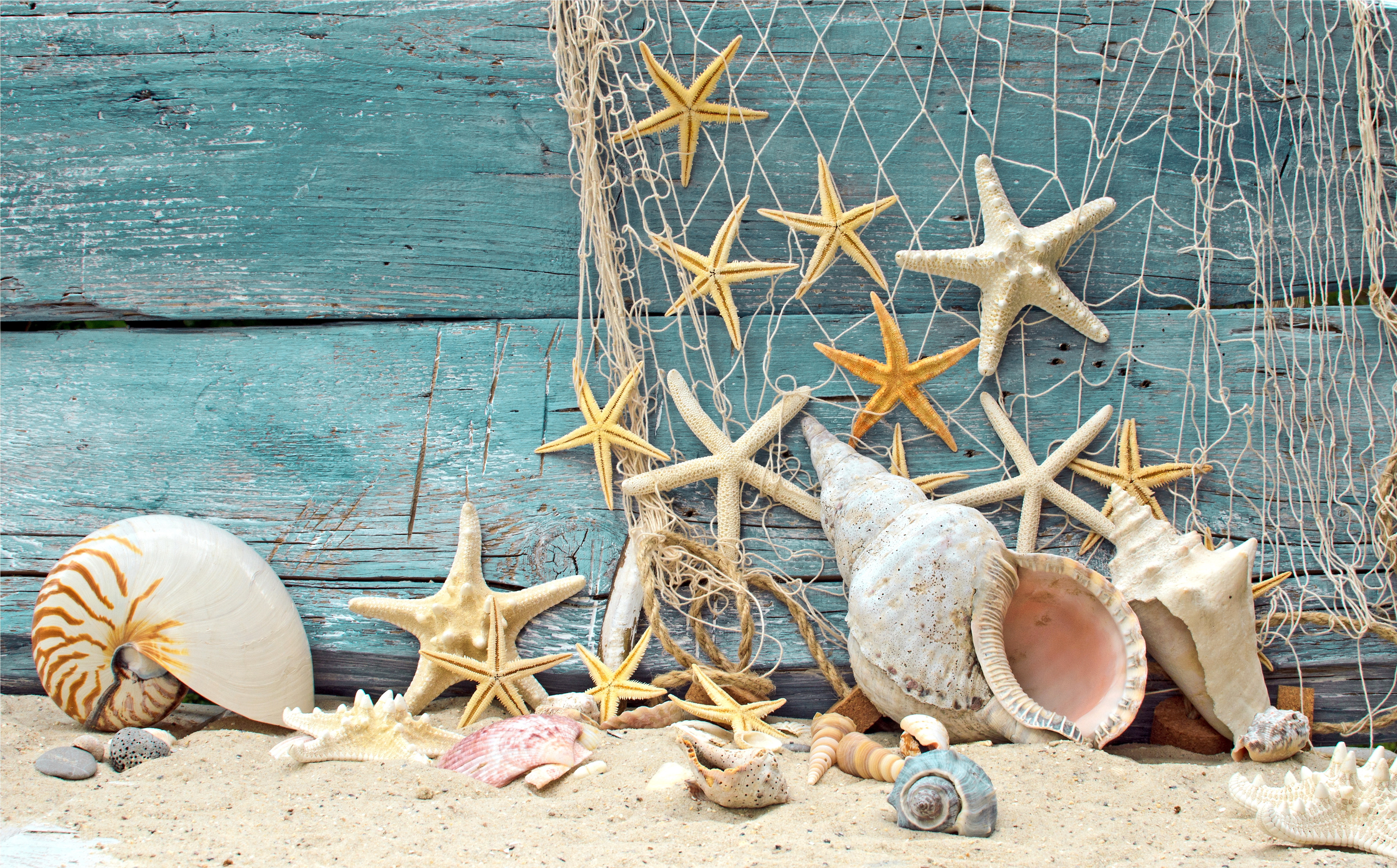 Wallpaper Seashells Starfish Wood Marine