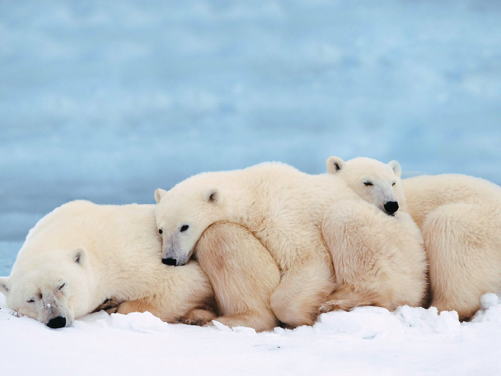 Polar Bears Pictures Wallpaper