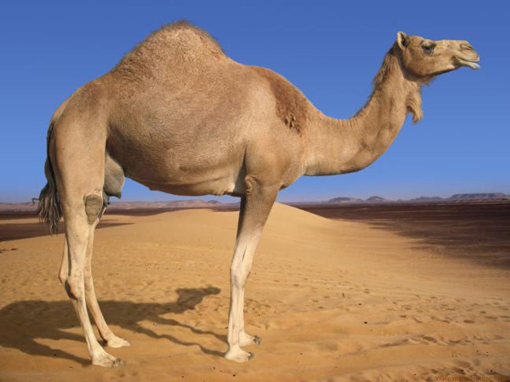 Camel Wallpaper Jpg