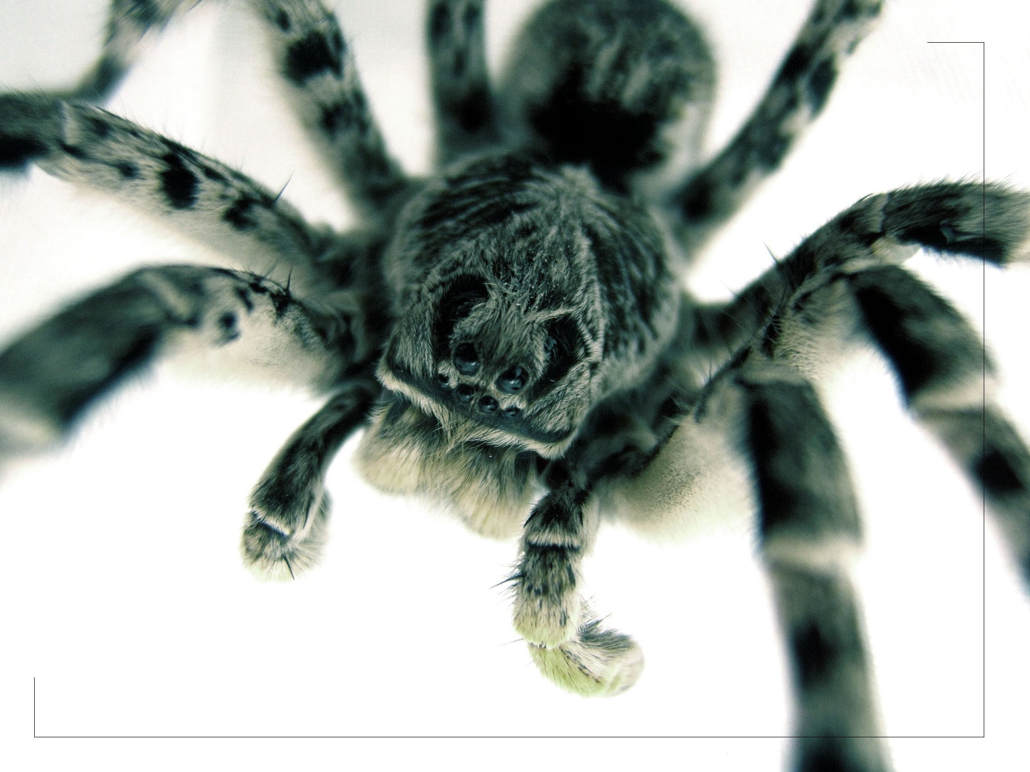 Scary Big Spider Wallpaper And Image Pictures Photos