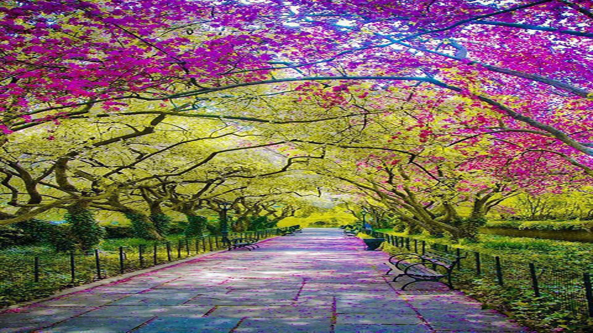 Spring Central Park New York City Pikdit