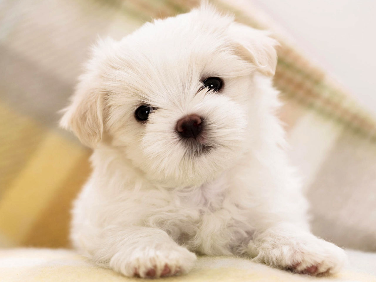 Puppy World Really Cute Pictures Wallpaper With Dogs And Puppies