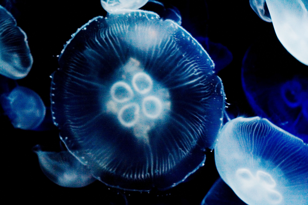 Pixels Detailed Info Description Moon Jelly Category Jellyfish Beauty