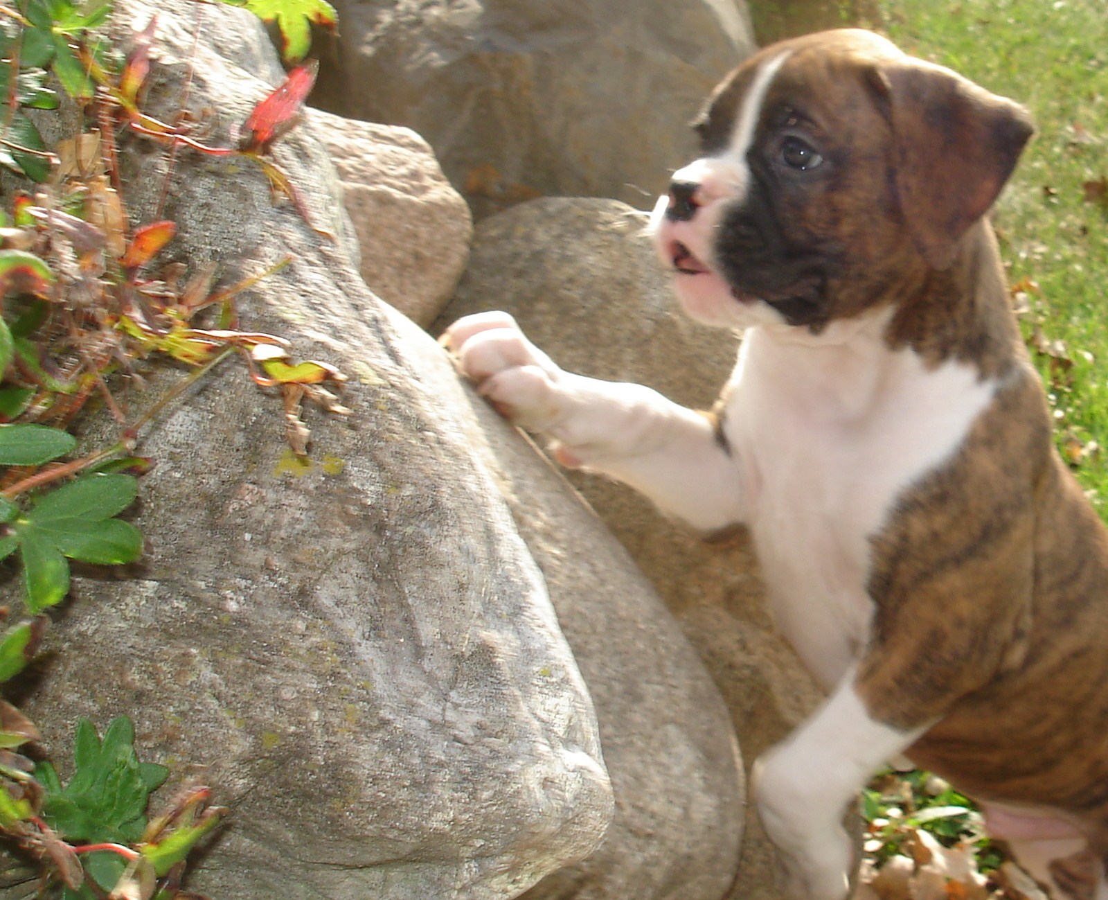 Similar Cute Boxer Puppies Pictures Wallpaper