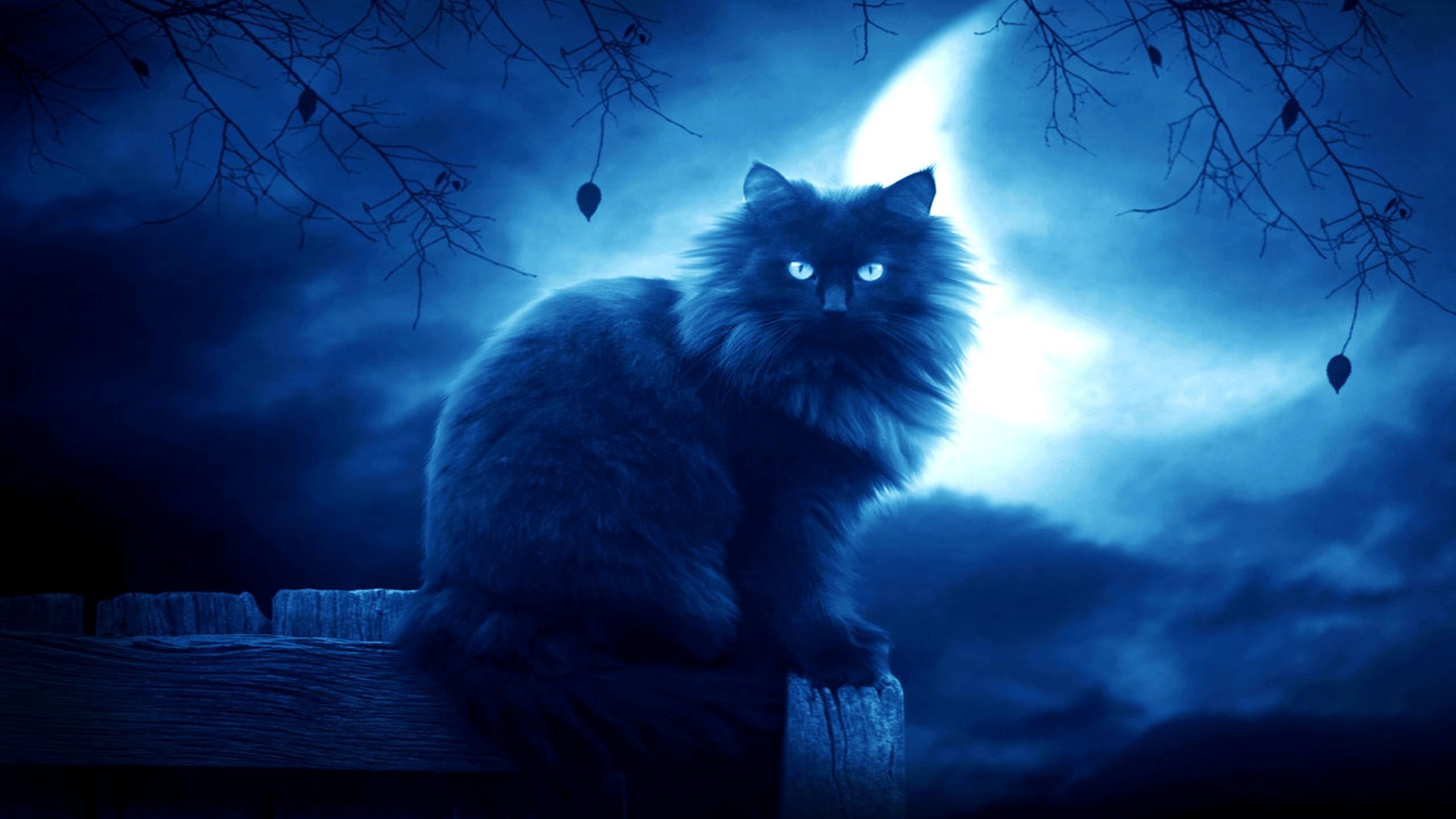 Fantasy Cat Wallpapers and Background Images   stmednet