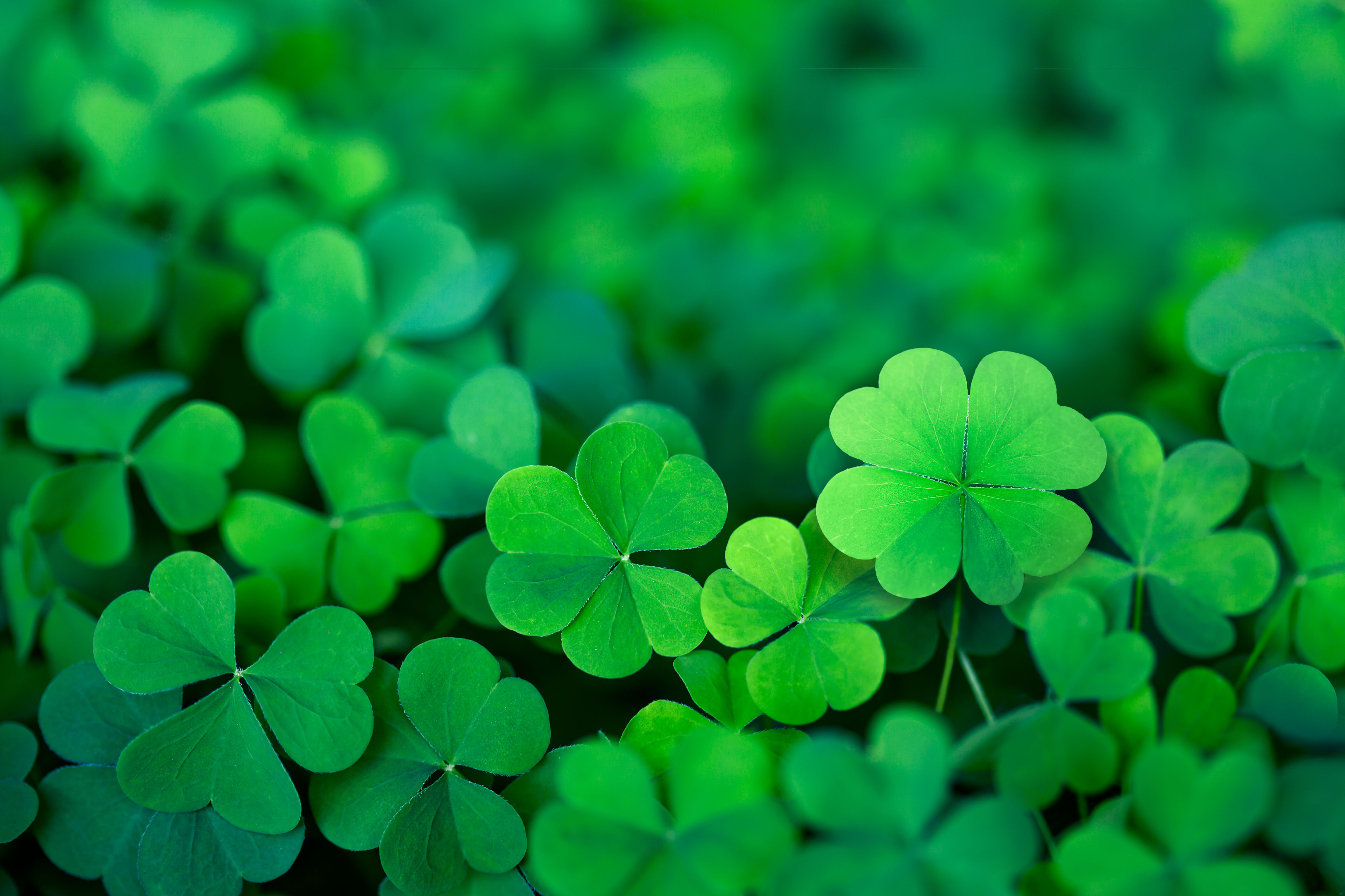 Easy Tips For Going Green All Year Long Wallpaper