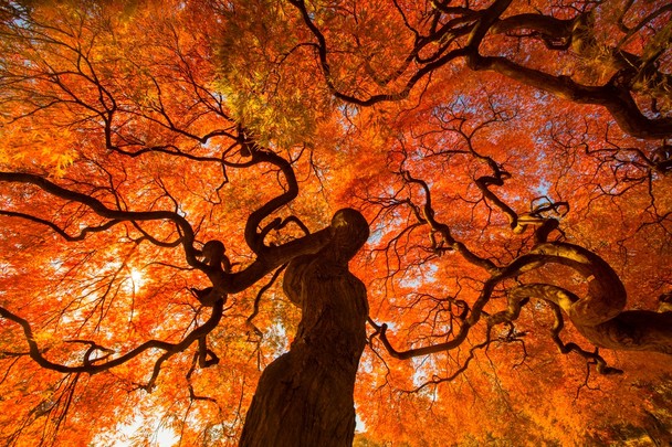 Autumn Tree Traveler Photo Contest National Geographic
