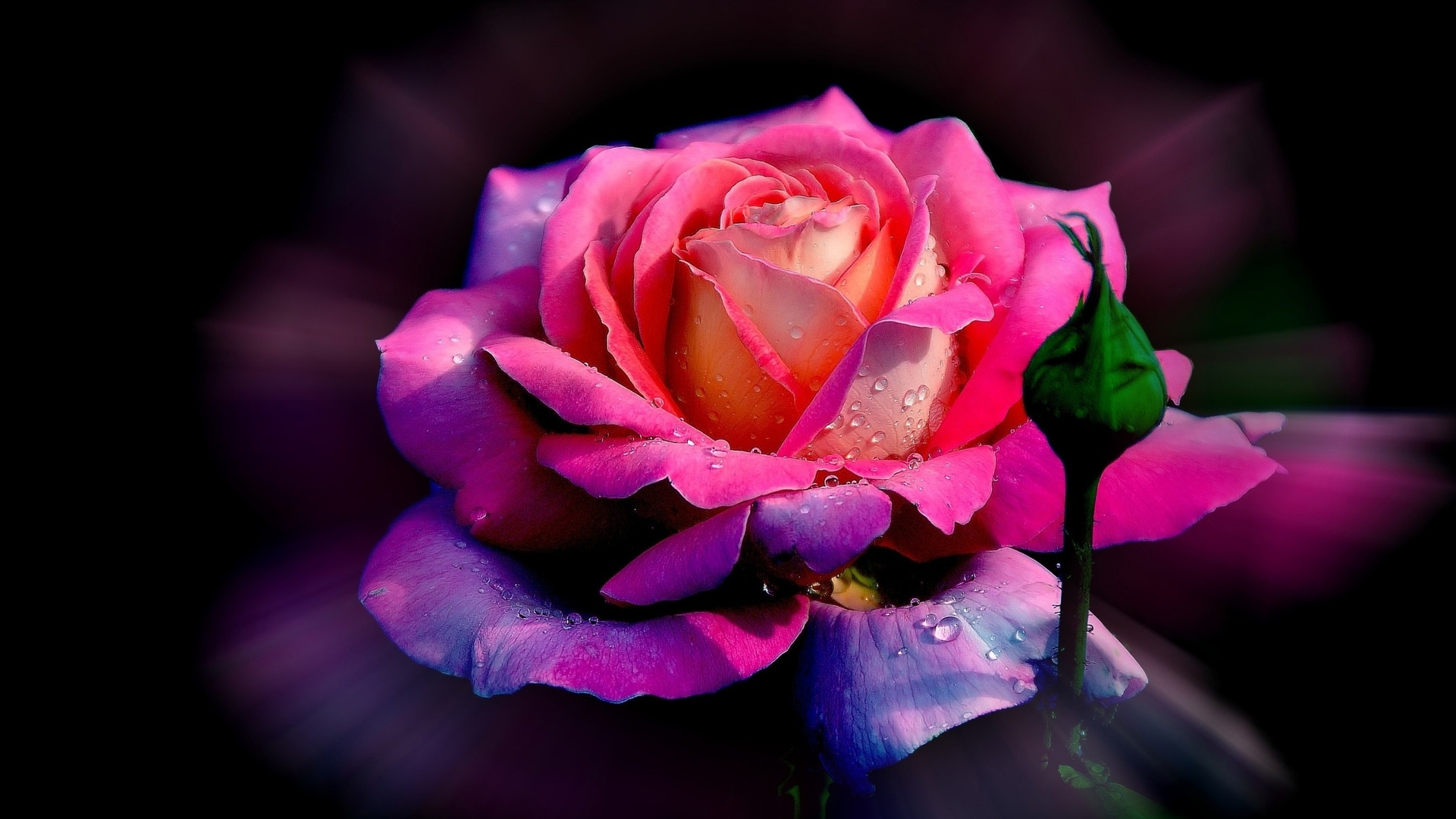 Vivid Pink Rose 4k Mobile Wallpaper