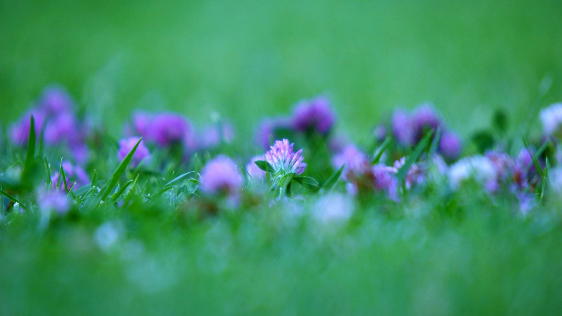 Purple Flower Desktop Wallpaper
