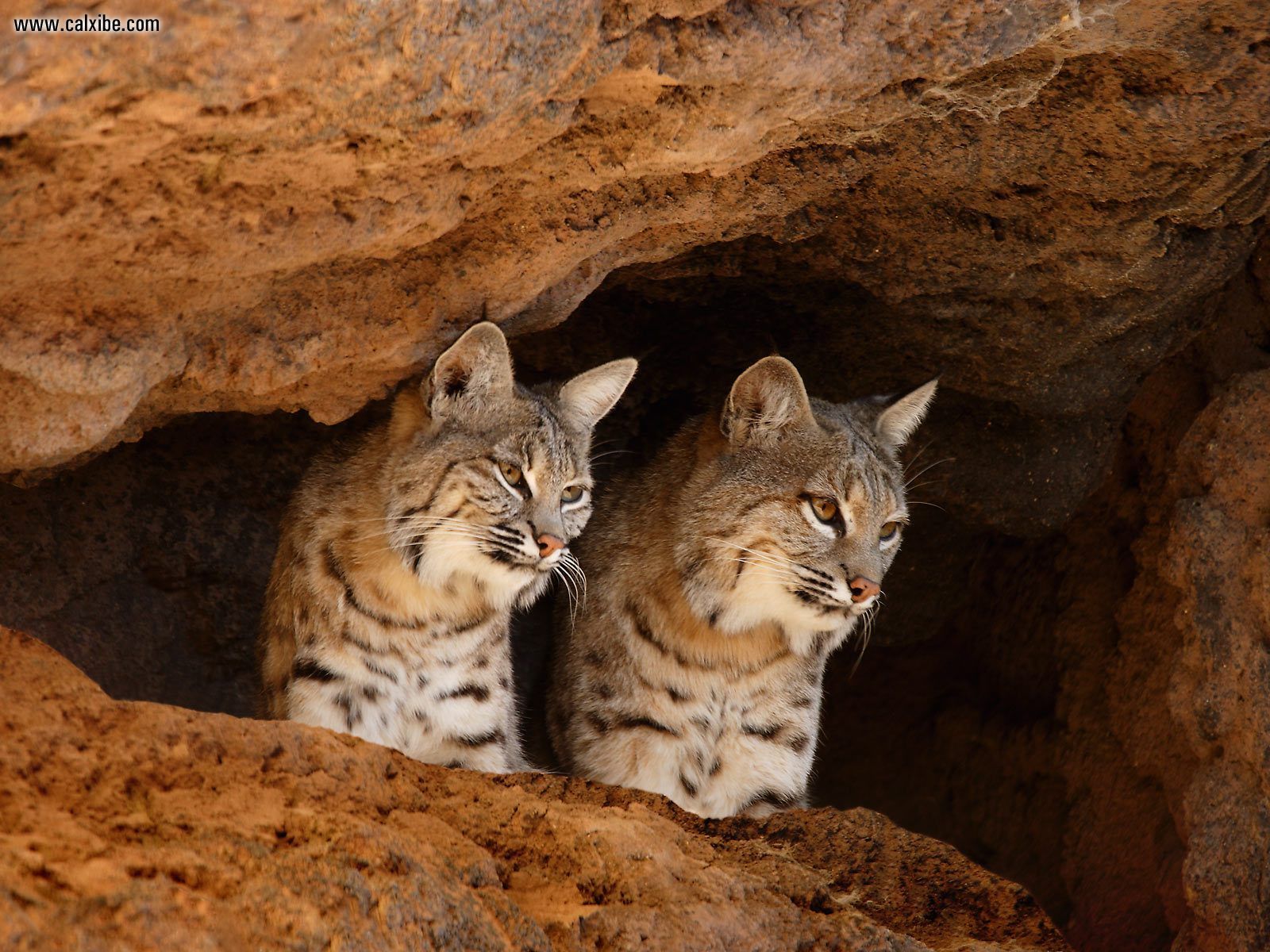 Animals Bobcats Tucson Arizona Desktop Wallpaper Nr