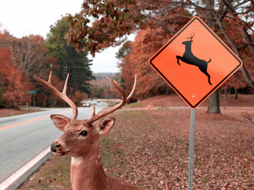 Funny Deer Hunting Wallpaper