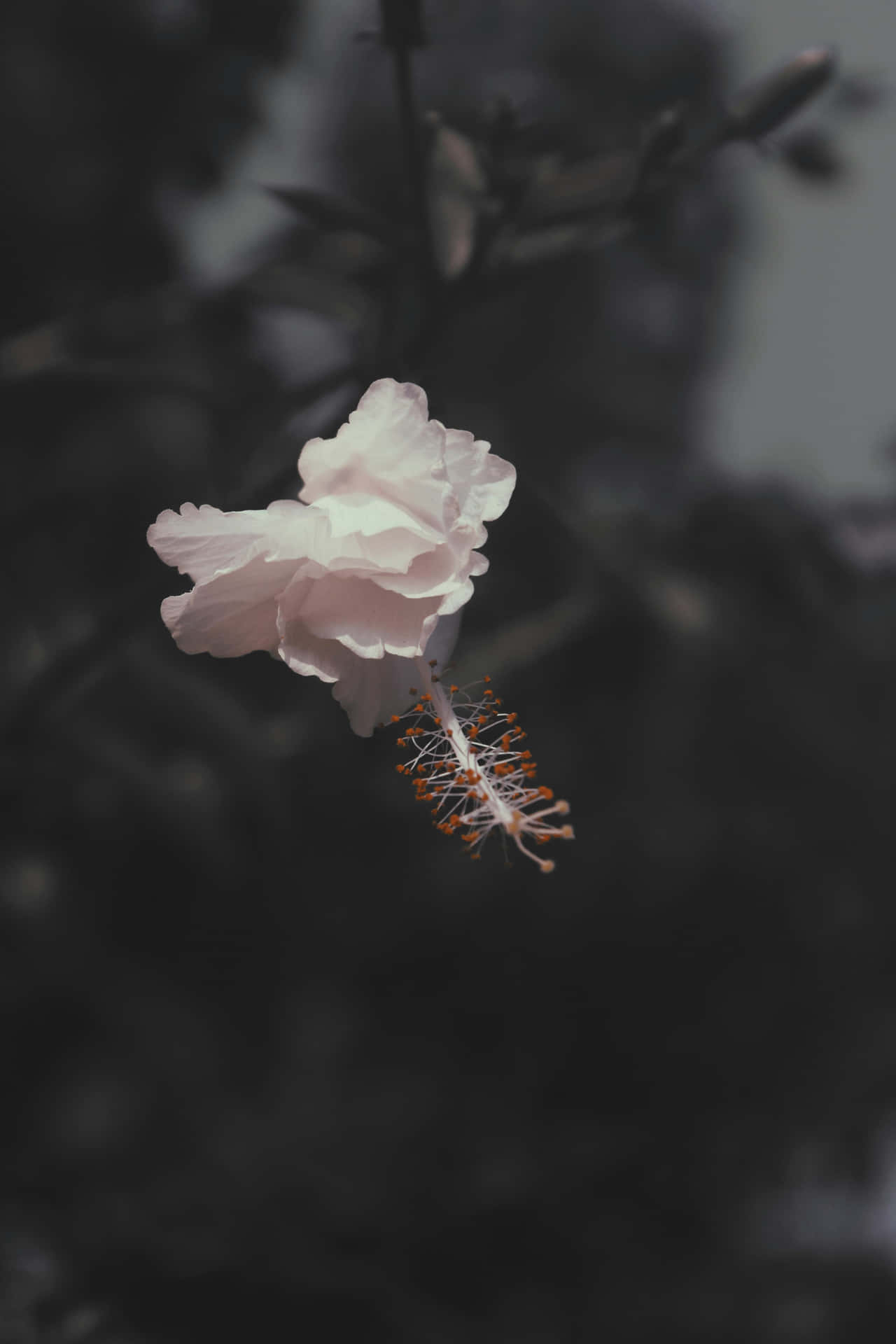 Hibiscus Aesthetic Wallpaper