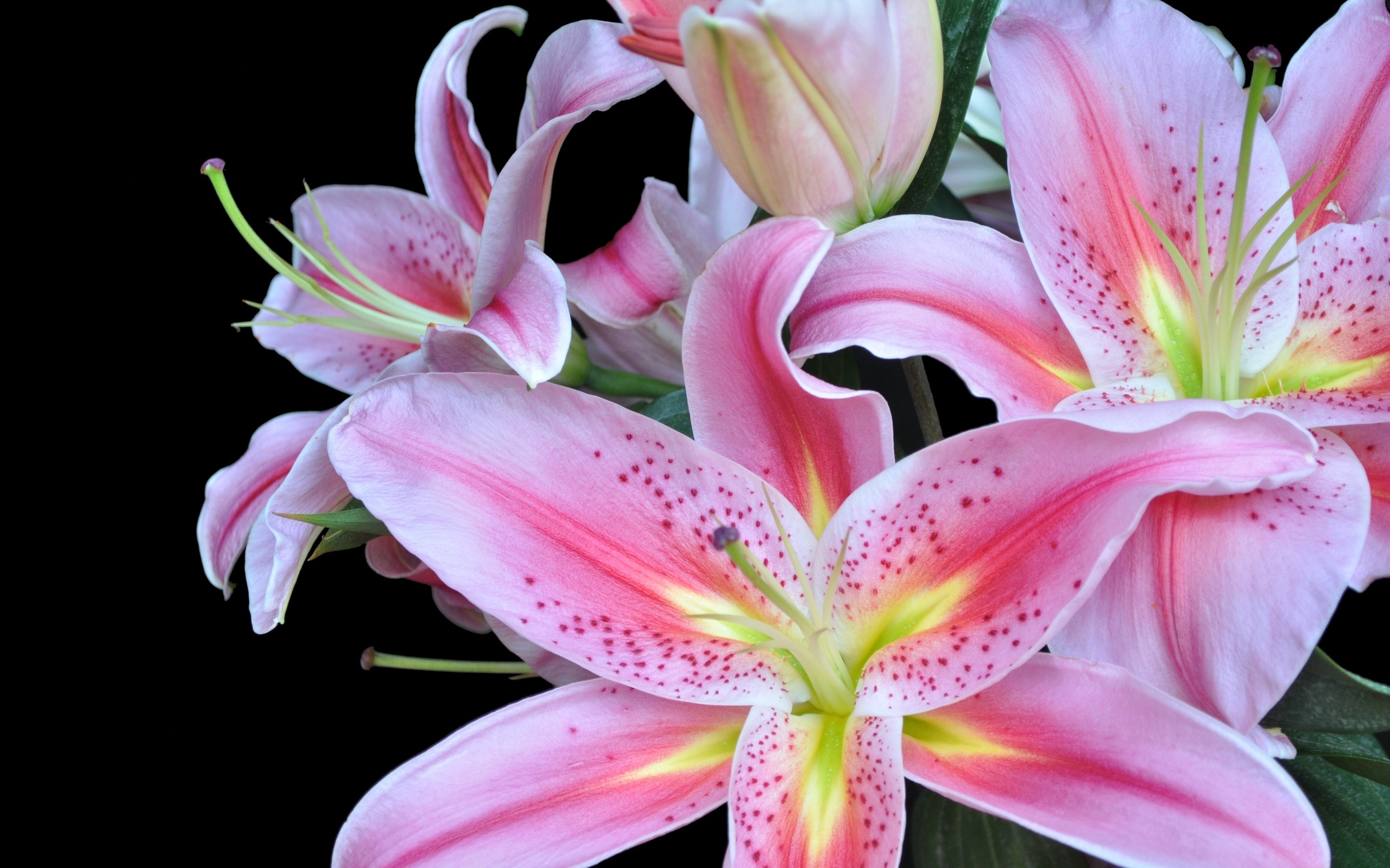 Flower Nature Lily HD Wallpaper