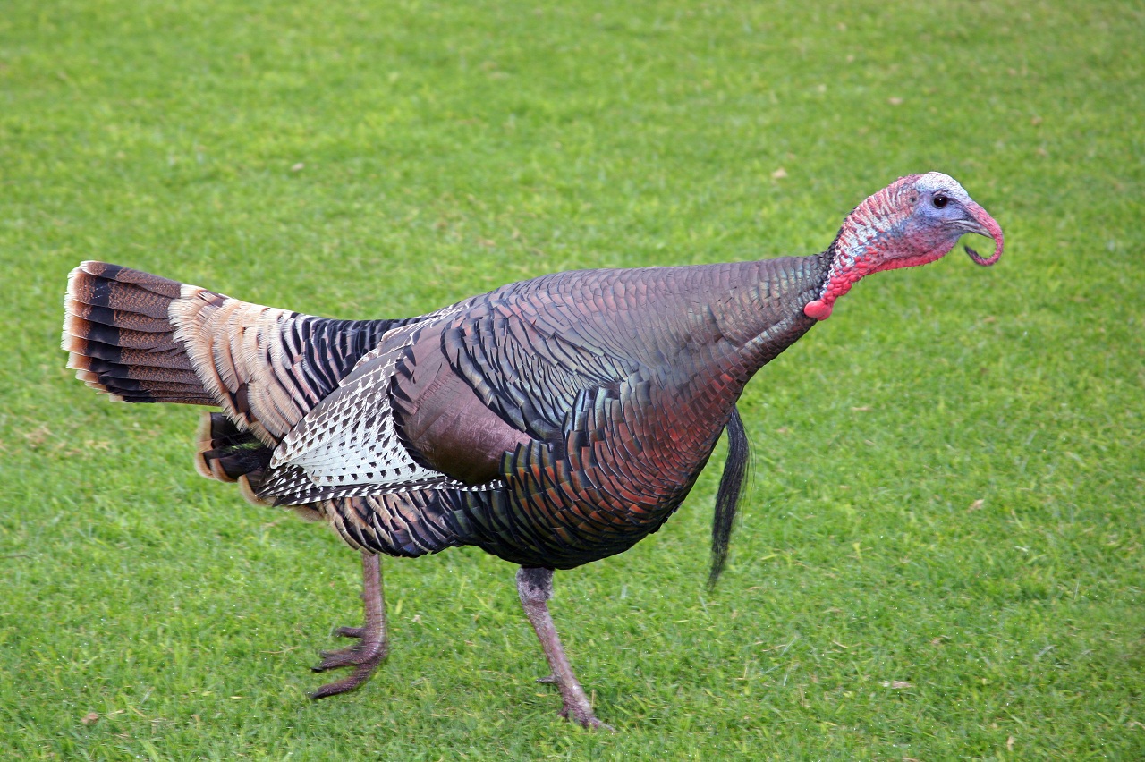 Wild Turkey Informations Pictures Birds Gallery