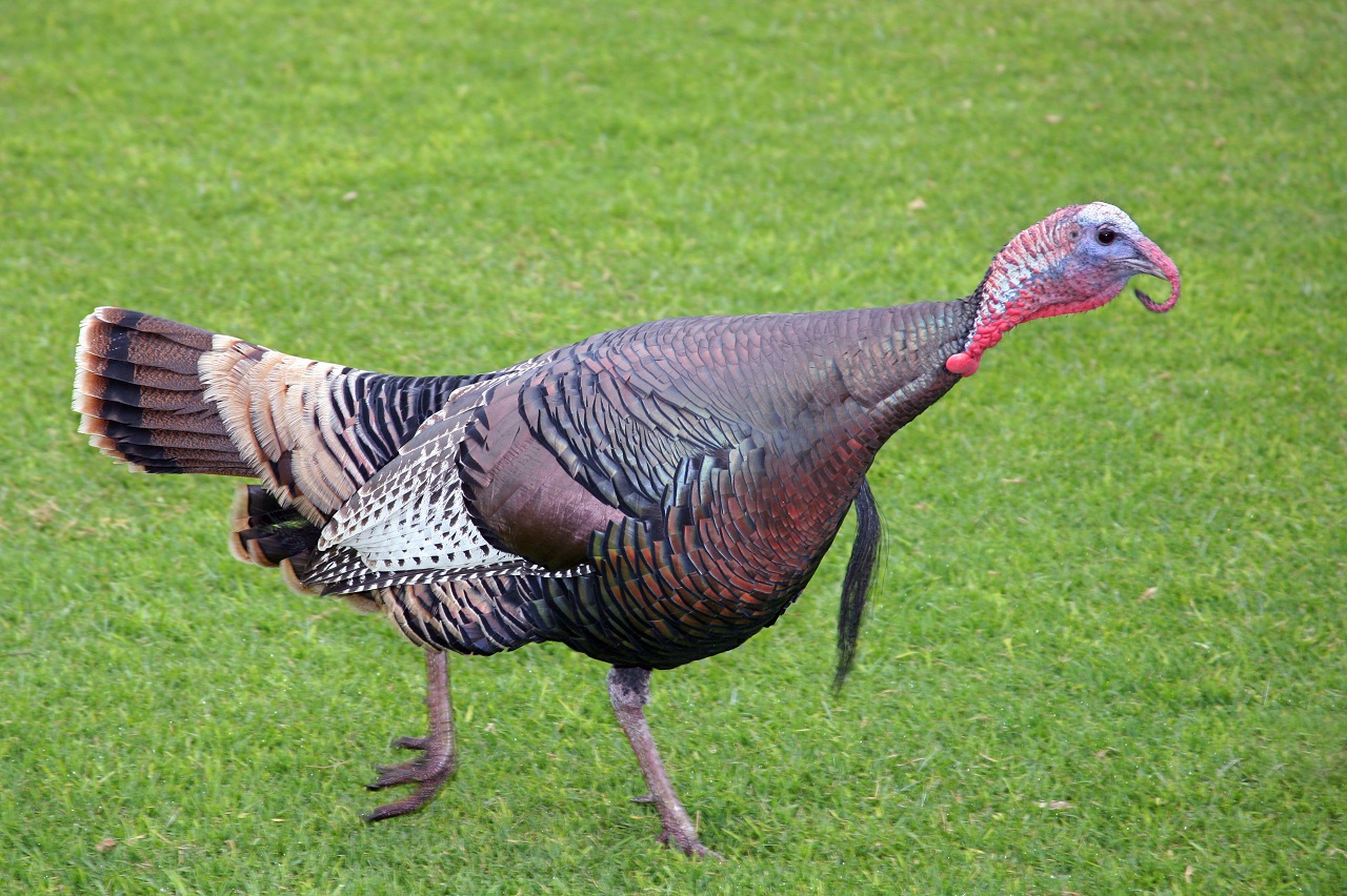 Free Download Wild Turkey By marya23 WallpaperSafari