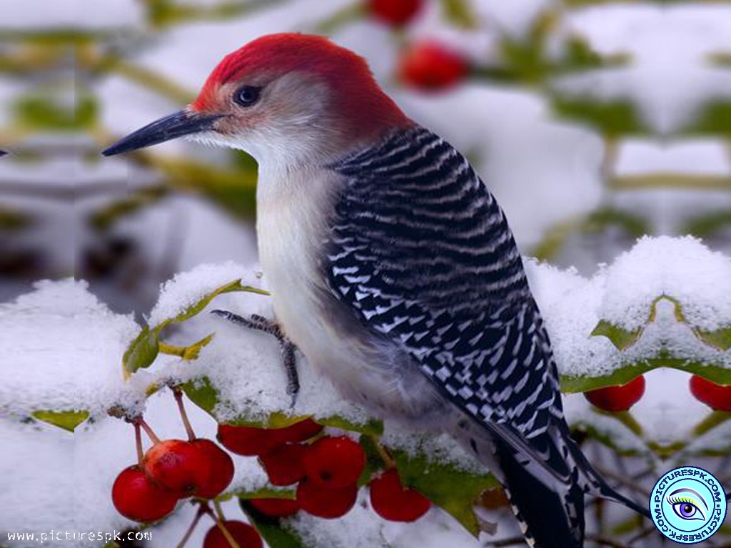Beautiful Winter Bird Picture Wallpaper In Resolution