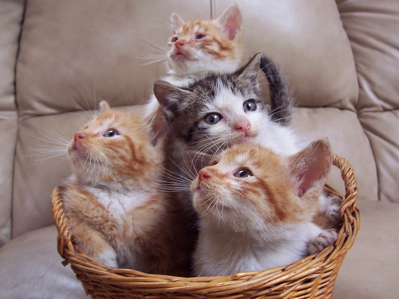 Four kittens huddled together in a wicker basket