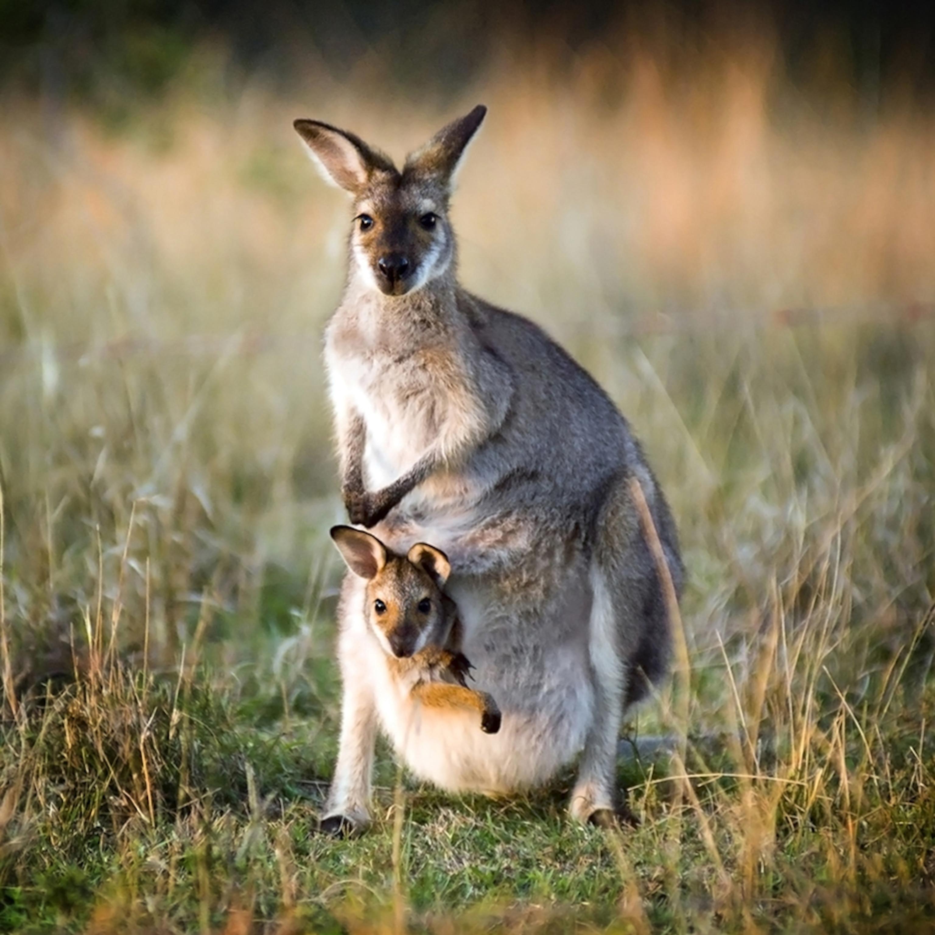 Kangaroo facts and photos