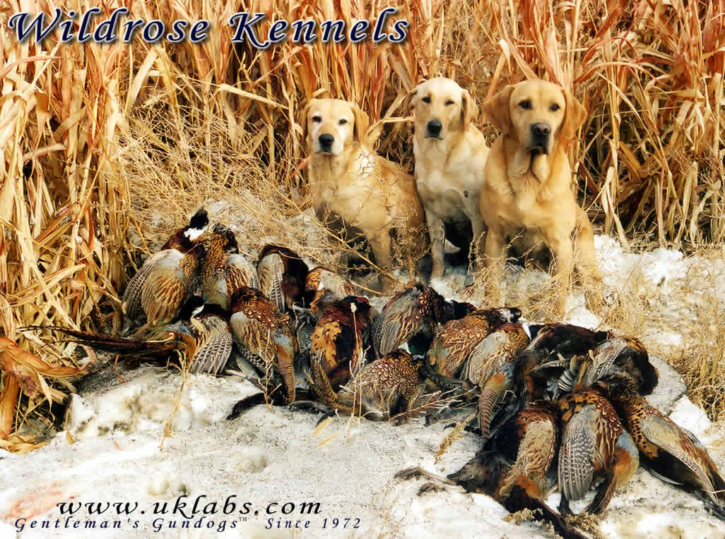 Free download Wildrose Kennels Free Montly Retriever Wallpaper [1026x764]  for your Desktop, Mobile & Tablet | Explore 47+ Bird Hunting Wallpaper | Duck  Hunting Backgrounds, Deer Hunting Backgrounds, Bird Wallpapers