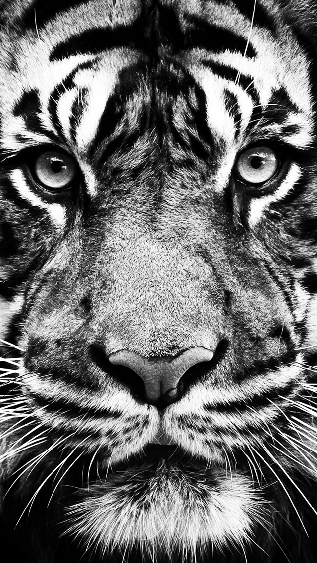 Tiger iPhone 5 Wallpaper 640x1136