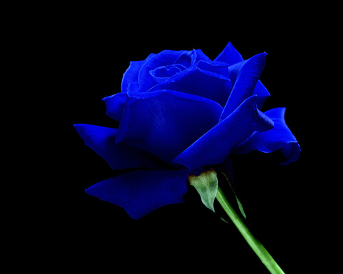 Blue Rose Background Photo Sharing