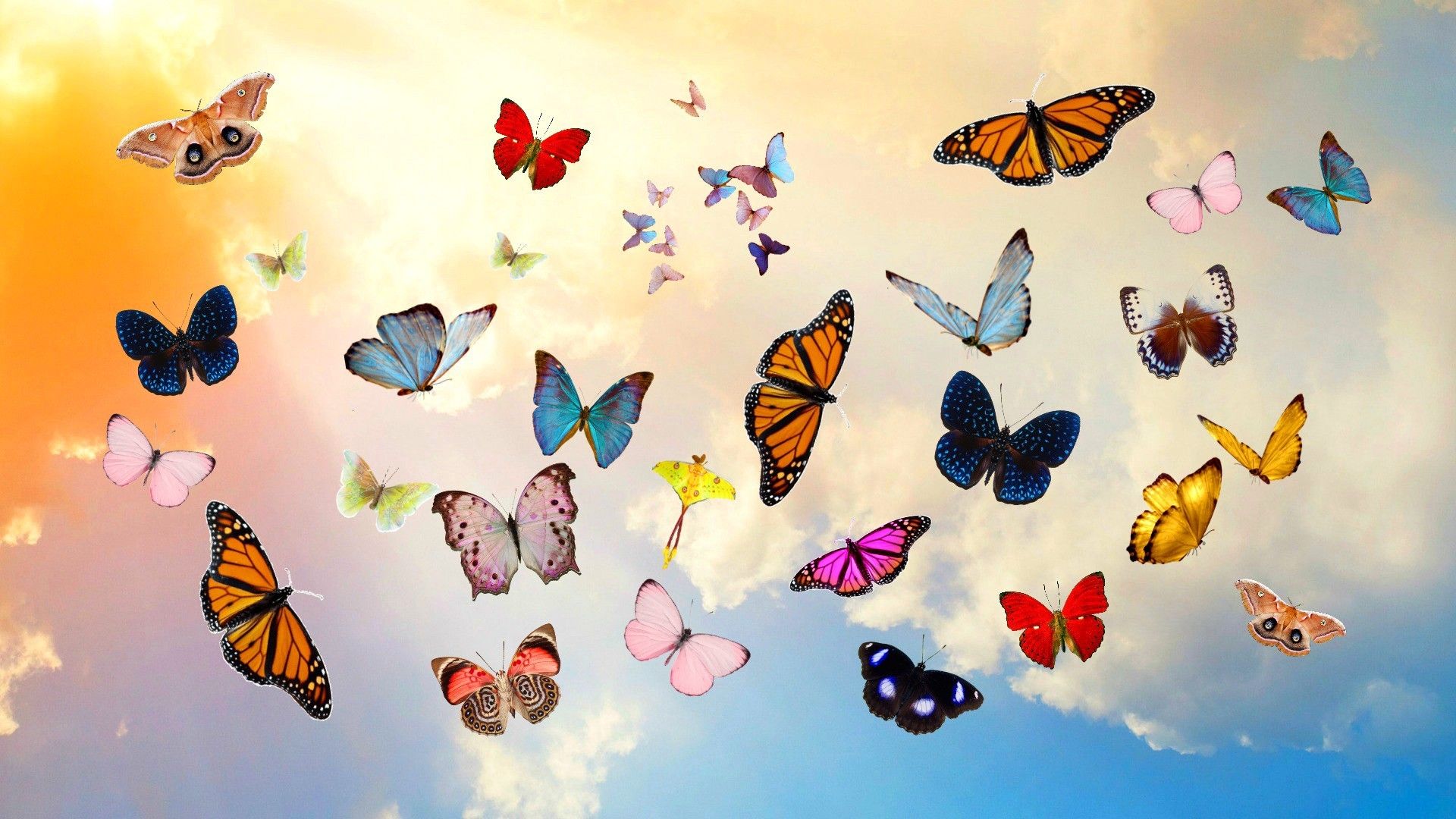 Aesthetic Butterflies Butterfly Wallpaper Beautiful