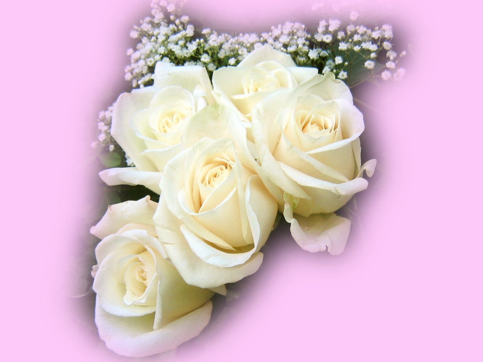 roses bouquet wallpaper beautiful white roses