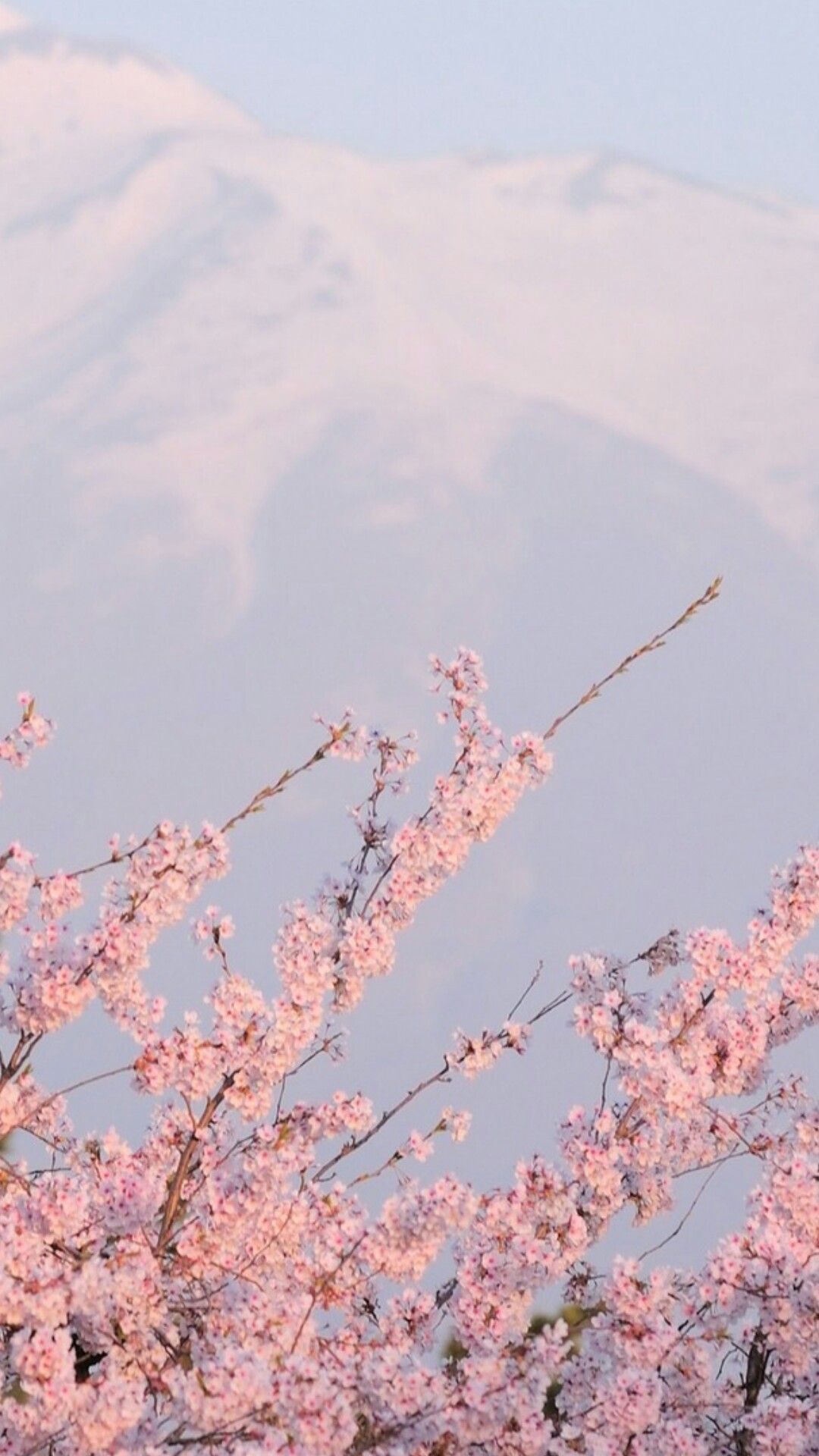Sakura Wallpaper Kawaii Aesthetic In Pink Retro