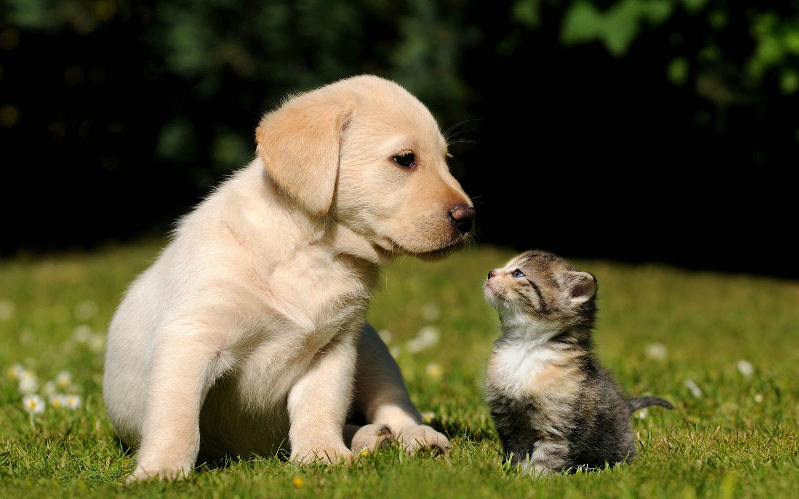 Cat And Dog On The Grass Wallpaper HD Animals