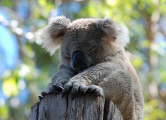 Cute Koala Wallpaper HD For Desktop Wallpapermine