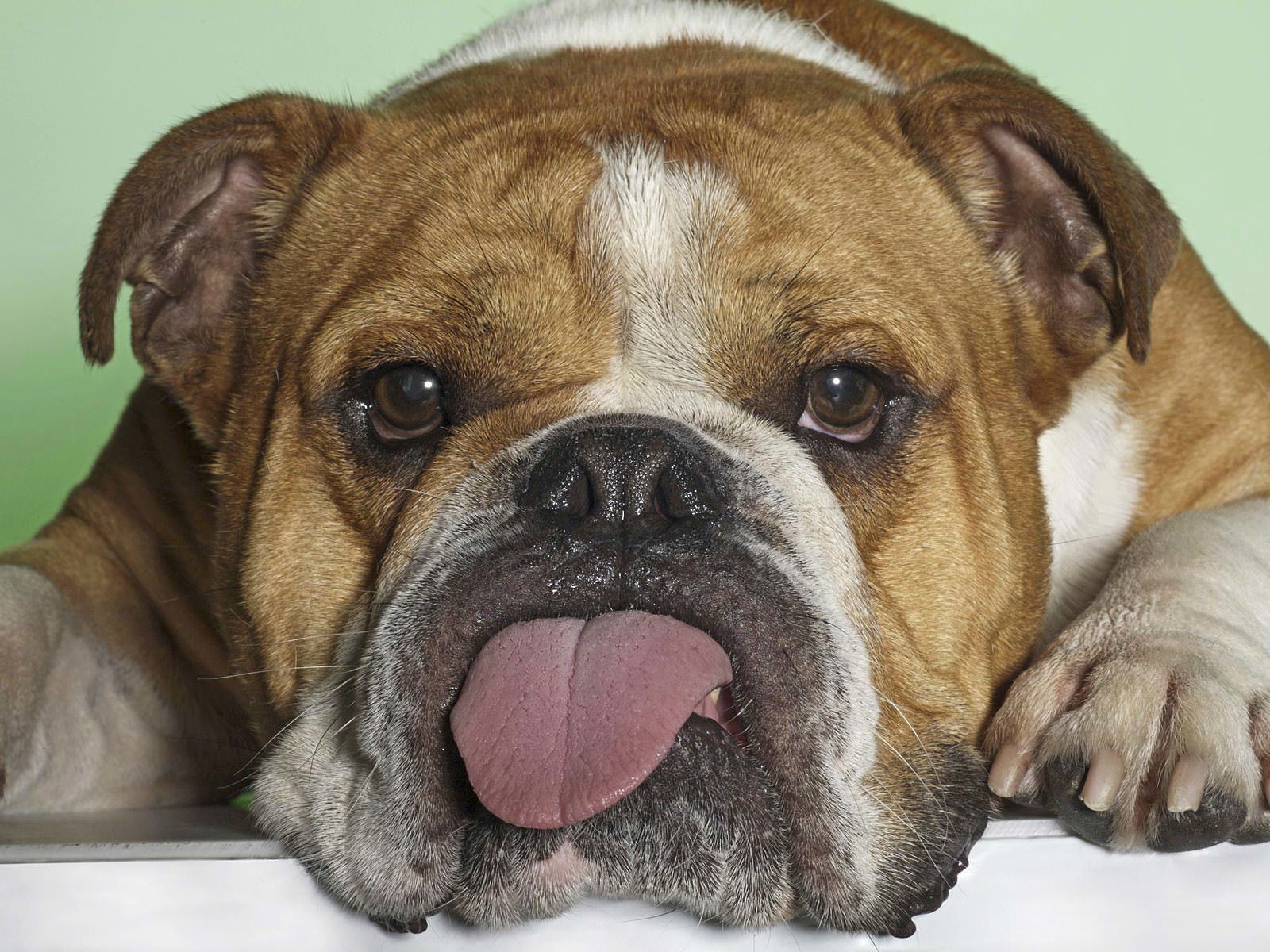 Ugly Dog Tongue Out Wallpaper
