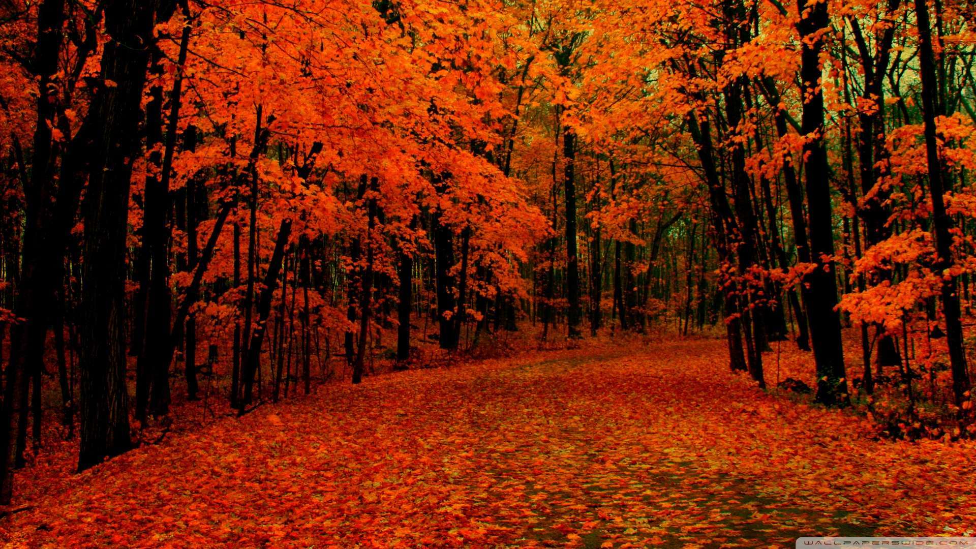 Wallpaper Fall Path Wallpaper 1080p HD Upload at February 2 2014 by