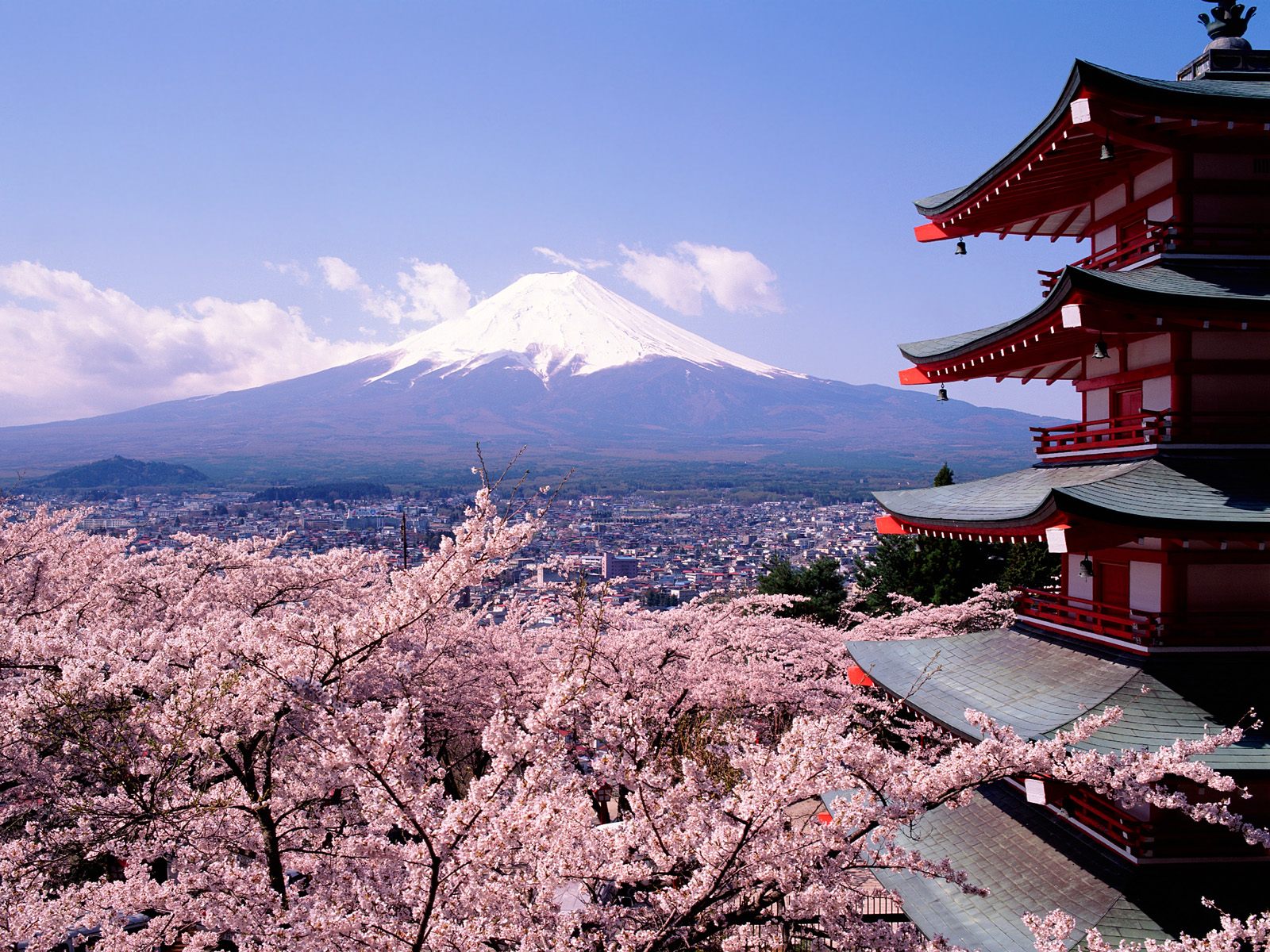 Wallpaper Cherry Blossom Japanese Garden