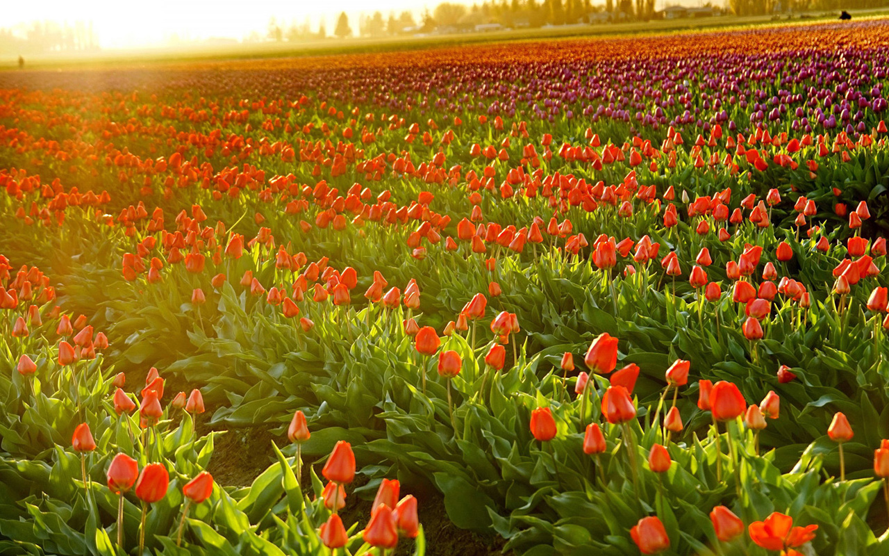 Tulips Wallpaper HD S
