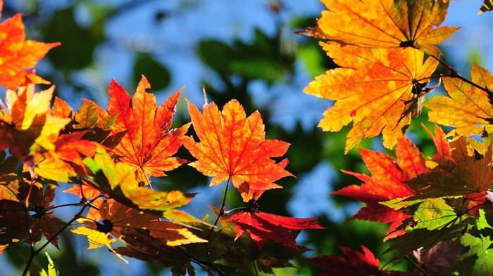 Description Windows Theme HD Wallpaper Beautiful Autumn Leaves