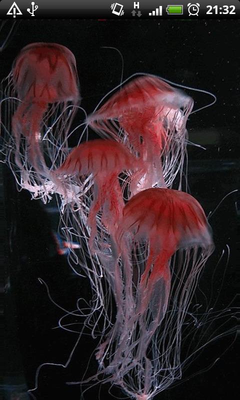 Jelly Fish Live Wallpaper App For Android