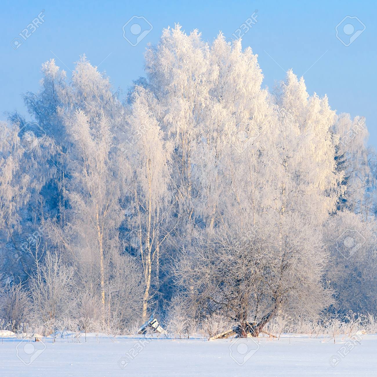 Beautiful Winter Forest With Snow Covered Trees Background