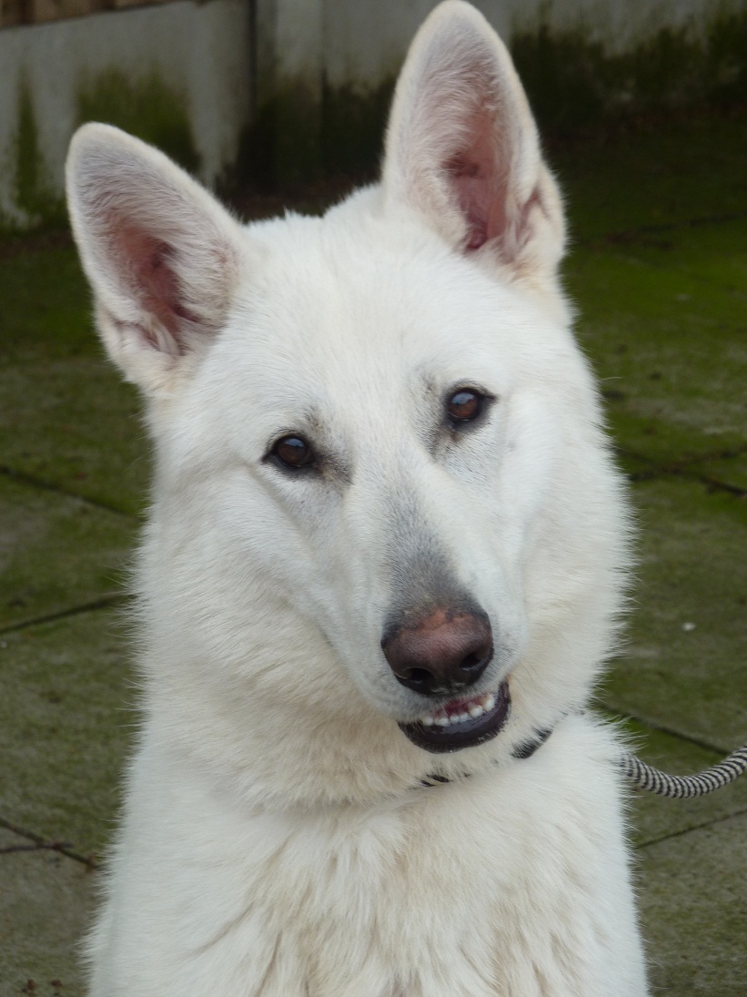 High Quality Imported Dogs For Sale White German Shepherd