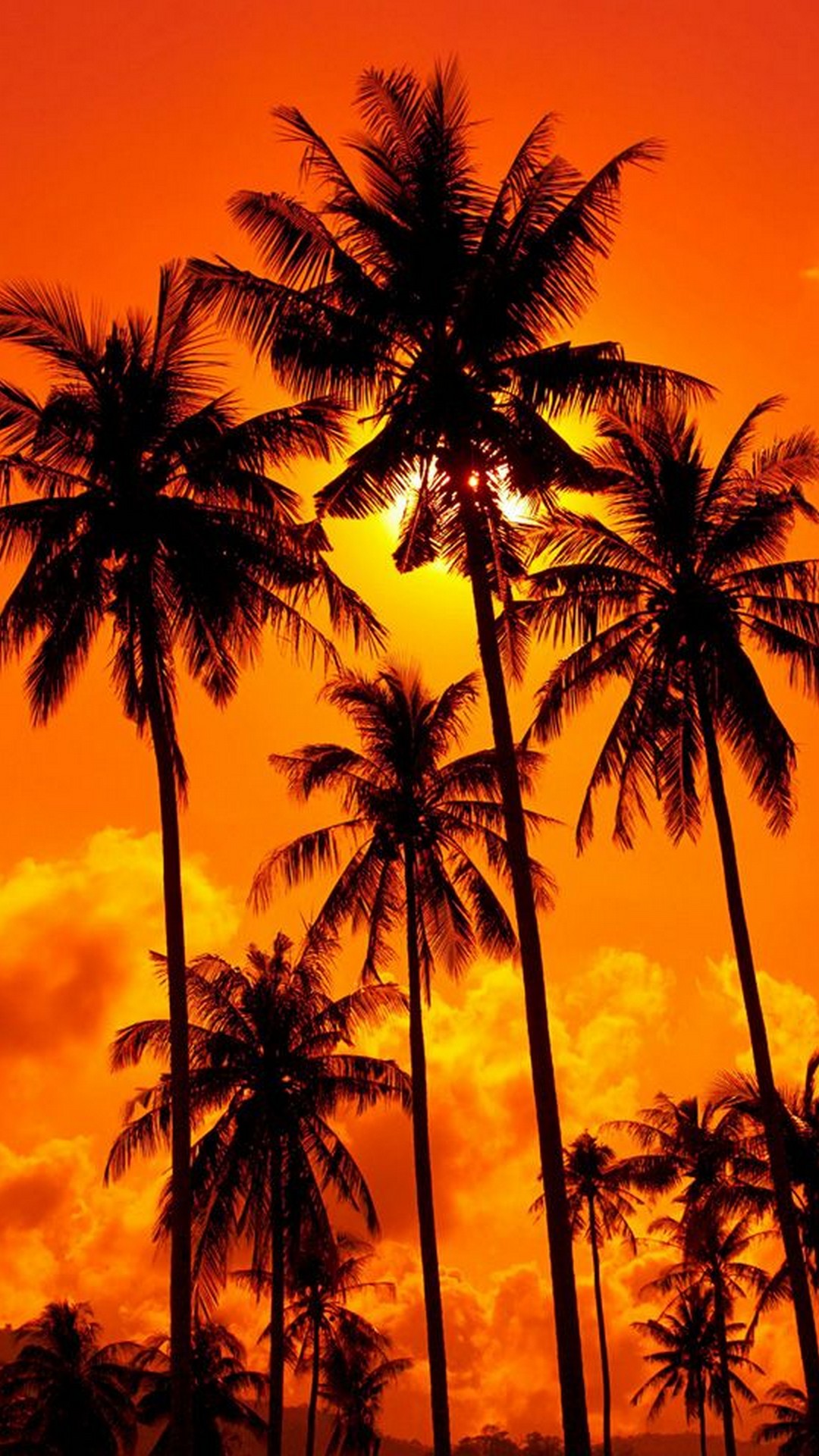 Silhouetted palm trees against a vibrant orange sunset sky